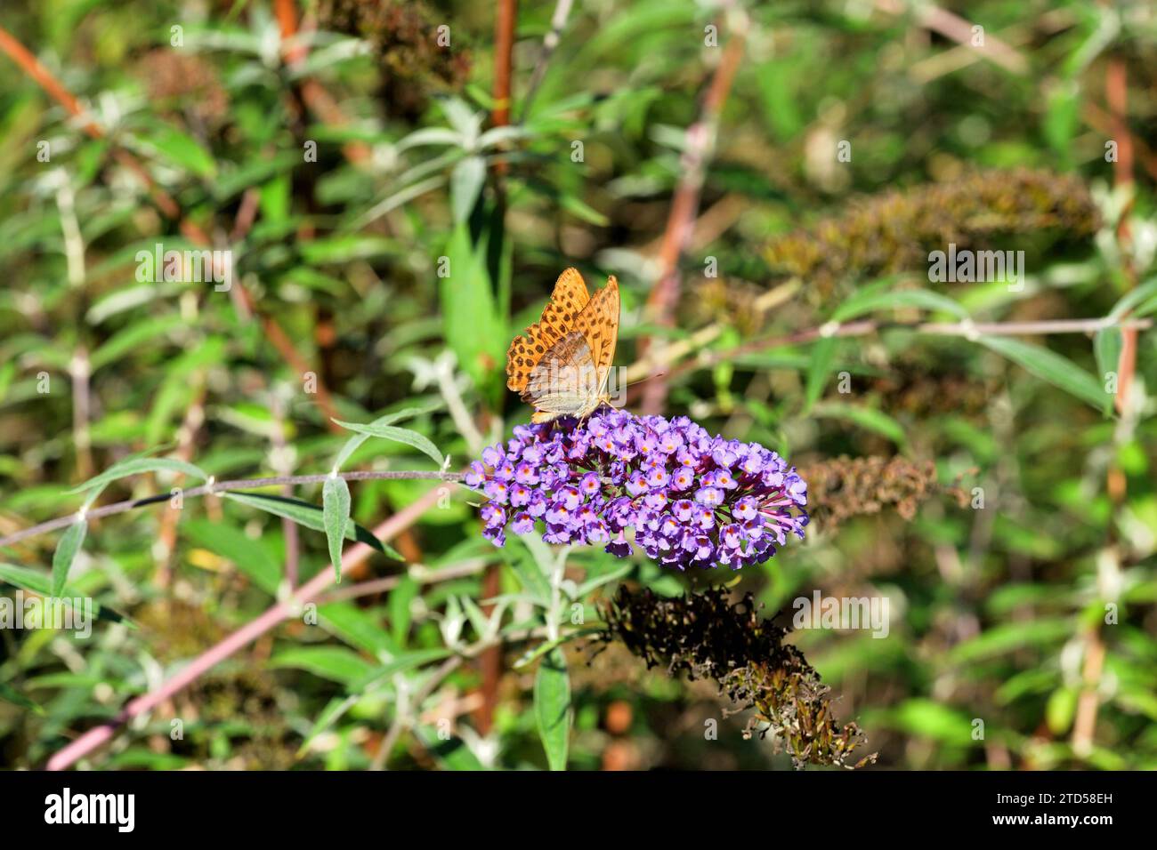 The comma polygonia butterfly fly in meadow full of colorful flowers Stock Photo