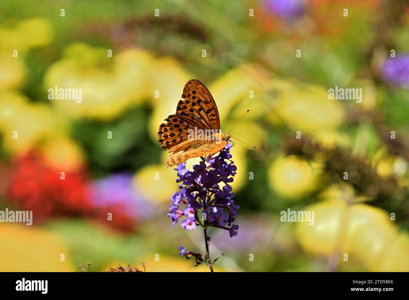 The comma polygonia butterfly fly in meadow full of colorful flowers Stock Photo
