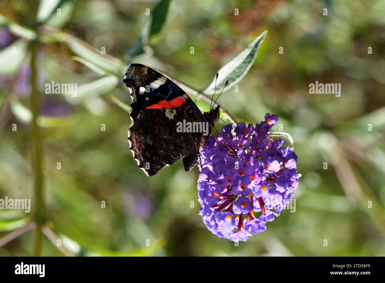 European peacock butterfly fly in a meadow full of colorful flowers Stock Photo