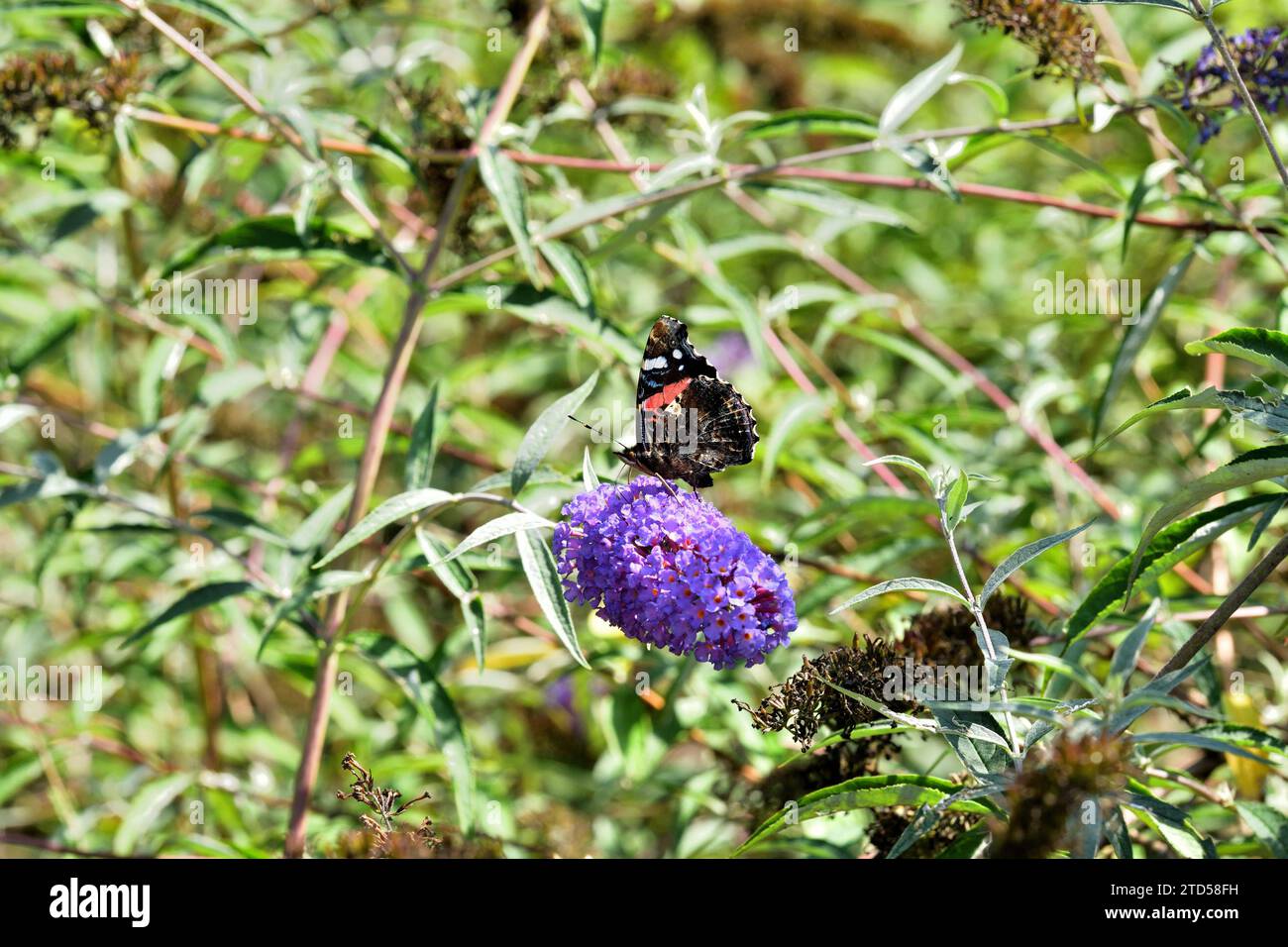 European peacock butterfly fly in a meadow full of colorful flowers Stock Photo