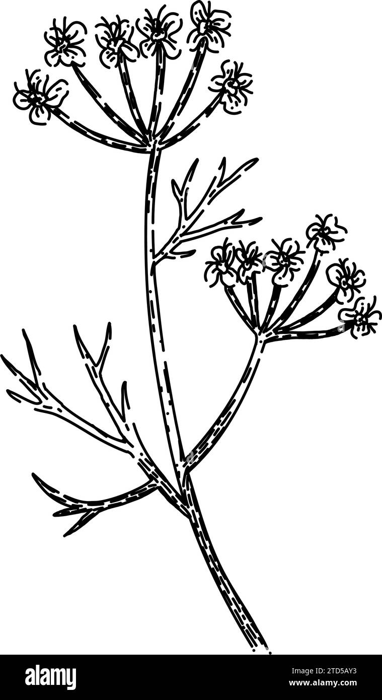 ingredient cumin sketch hand drawn vector Stock Vector Image & Art Alamy