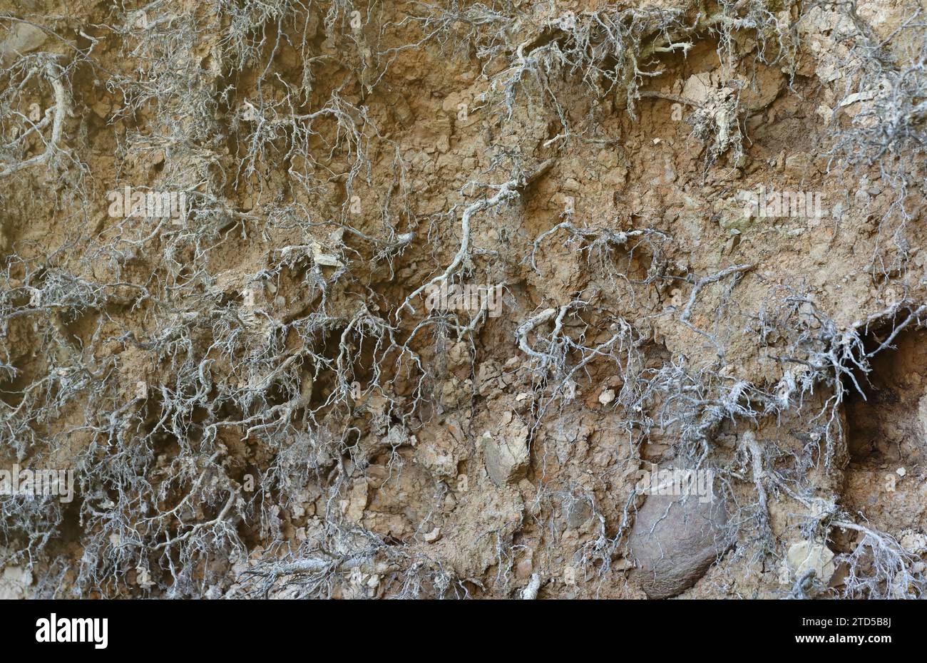 Earth section with different layers of soil, rocks and plant roots ...