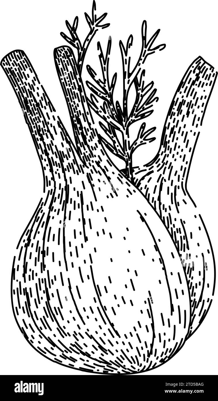 natural fennel sketch hand drawn vector Stock Vector Image & Art Alamy