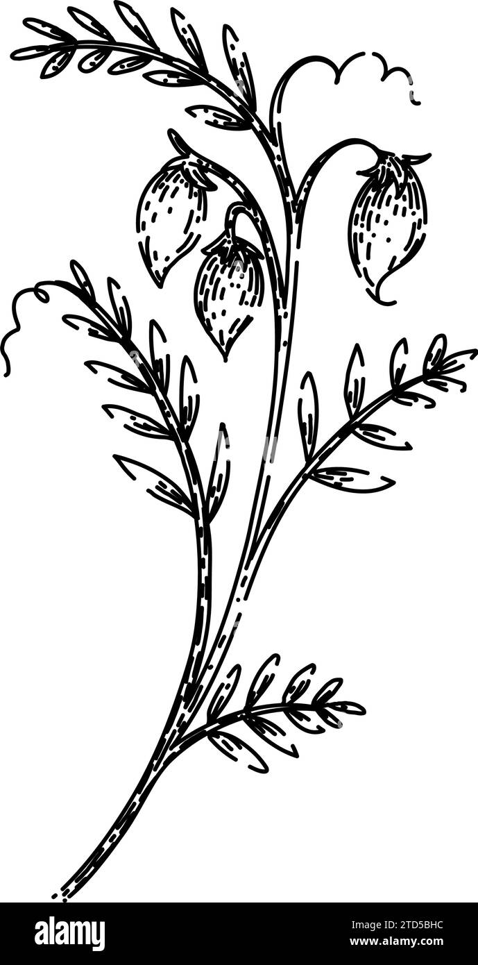 food lentils sketch hand drawn vector Stock Vector