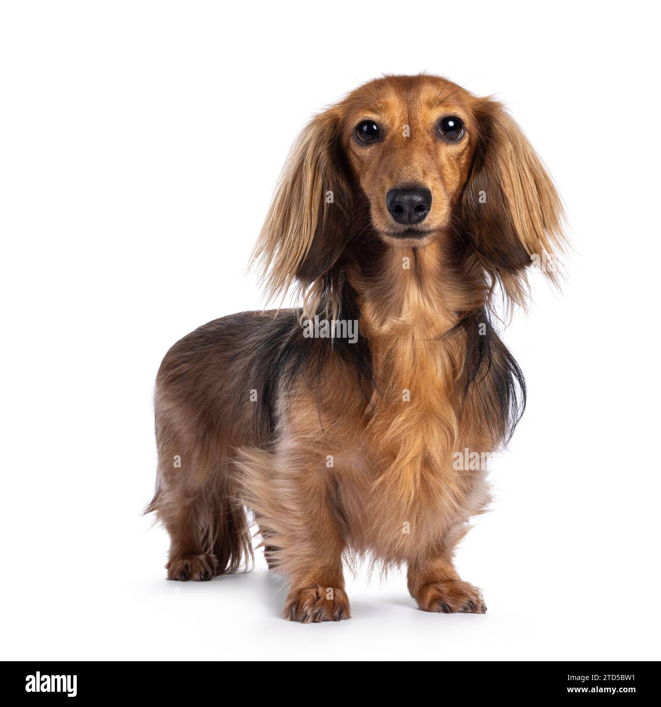 Cute smooth longhaired Dachshund dog aka teckel, standing up diagonal. Looking towards camera. Isolated on a white background. Stock Photo