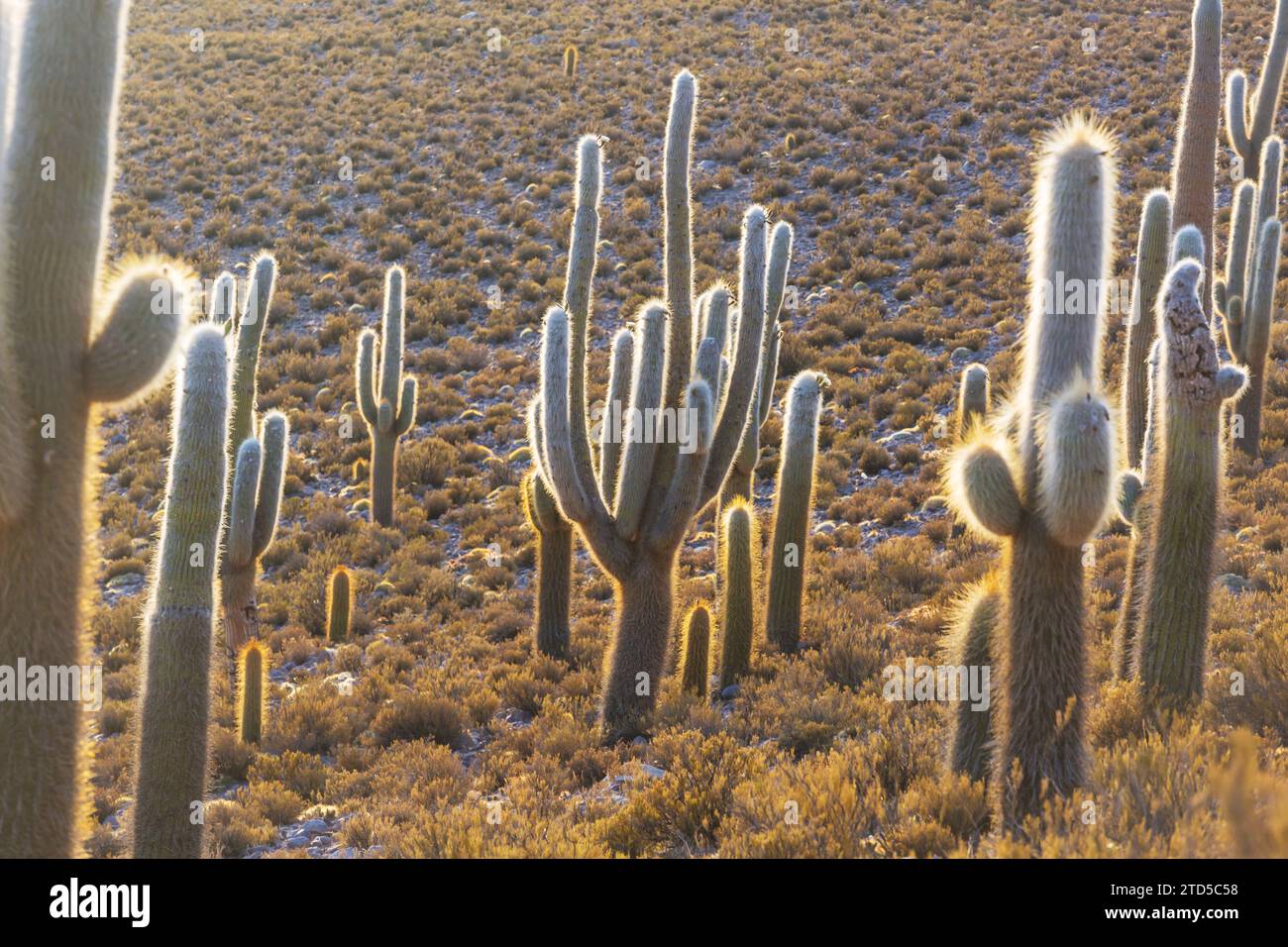 cactus field in a mountains at sunrise, Bolivia, South America Stock Photo  - Alamy