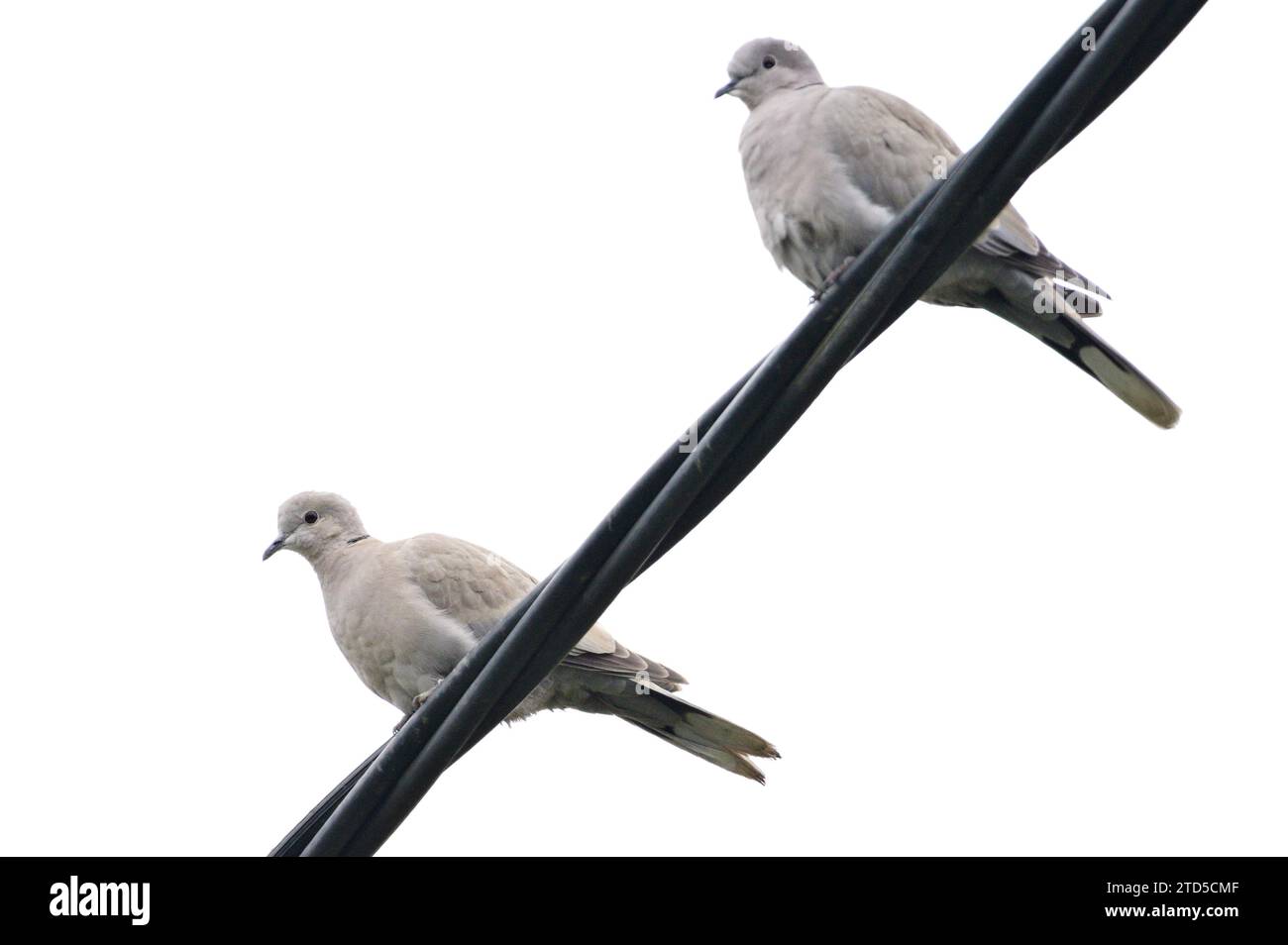 Bird Streptopelia decaocto aka Eurasian collared dove is sitting on electric wire in residential area. Czech republic nature. Stock Photo
