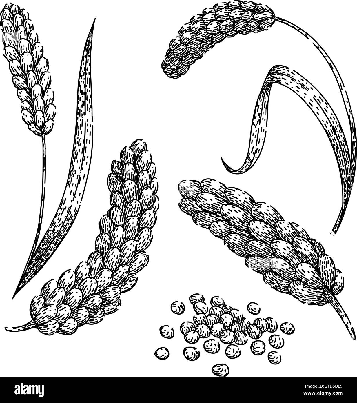 Millet porridge Black and White Stock Photos & Images Alamy