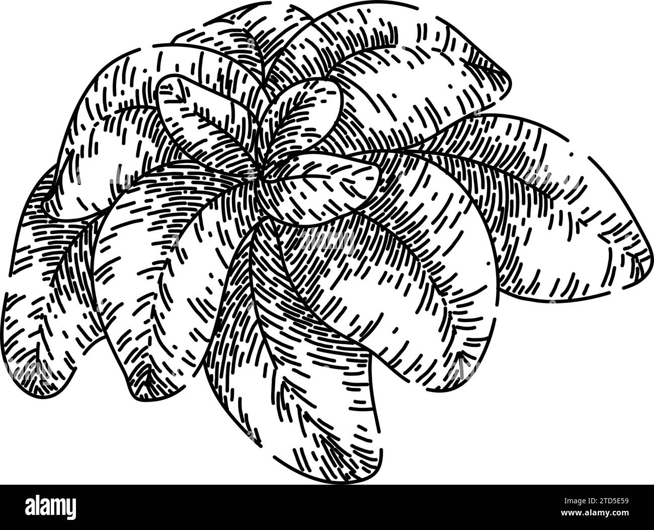 spice oregano sketch hand drawn vector Stock Vector Image &amp; Art - Alamy