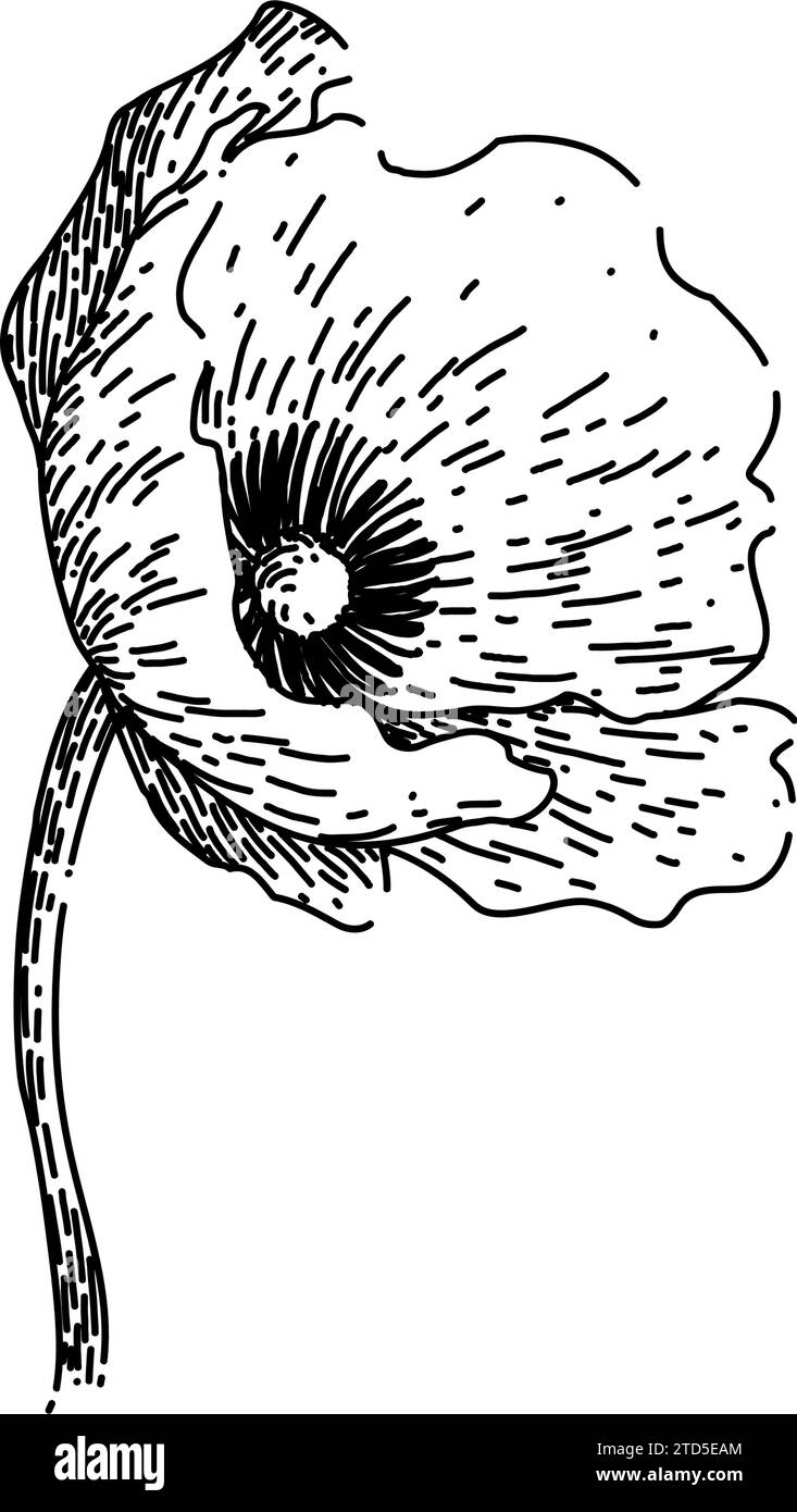 Red poppy remembrance Black and White Stock Photos & Images Alamy