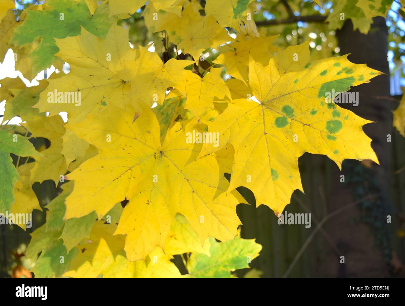 Blue leaves colour contrast hi-res stock photography and images - Alamy