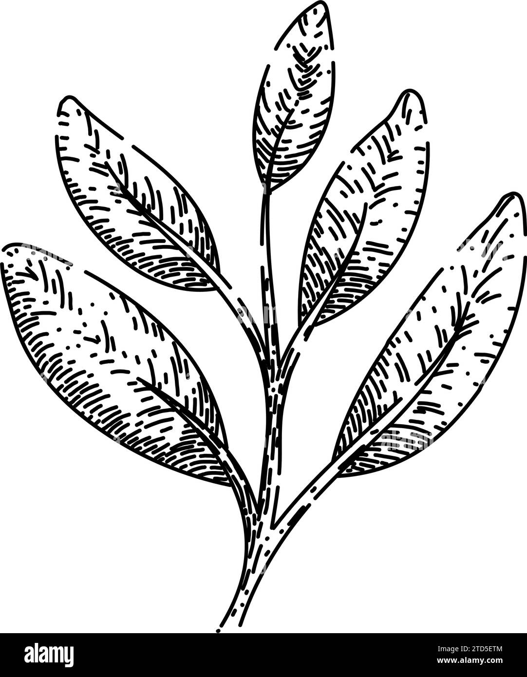 herb sage sketch hand drawn vector Stock Vector Image & Art Alamy