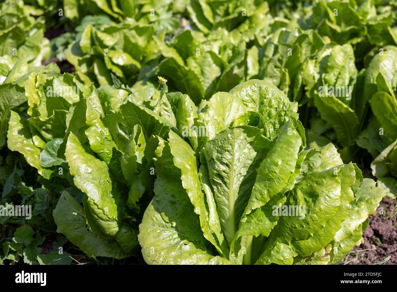 Organic lettuce growing in a traditional garden Stock Photo