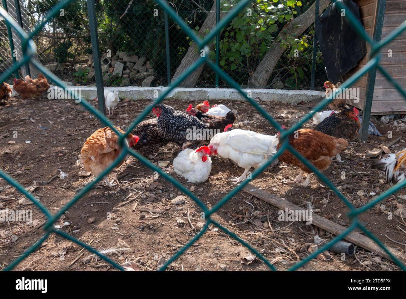 Hens and roosters in a chicken coop Stock Photo