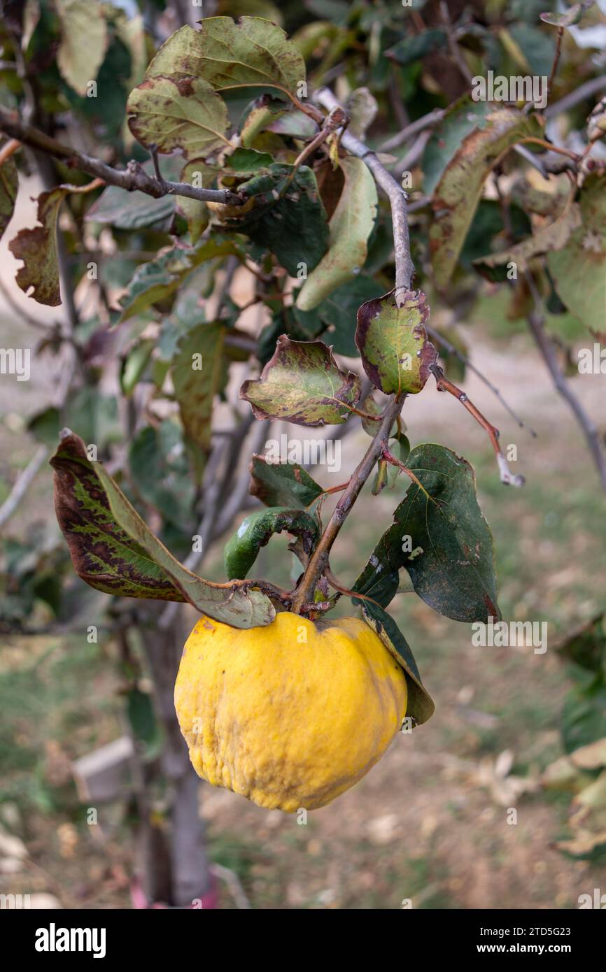 A quince ripening on its tree in an organically grown orchard. Stock Photo