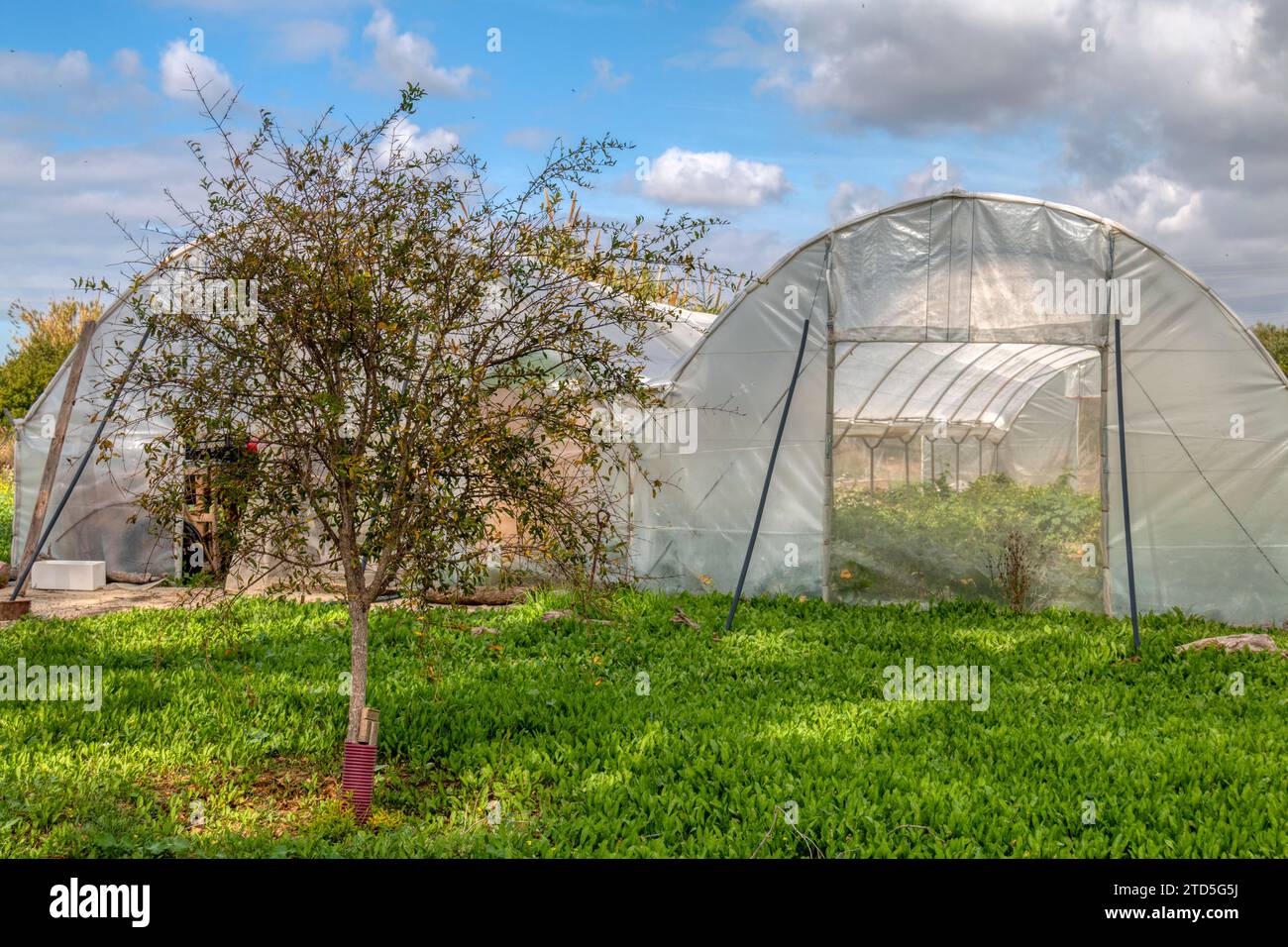 Small tree next to a plastic greenhouse with a background of clouds Stock Photo