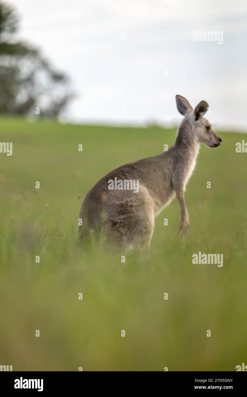Portrait of a Kangaroo Stock Photo