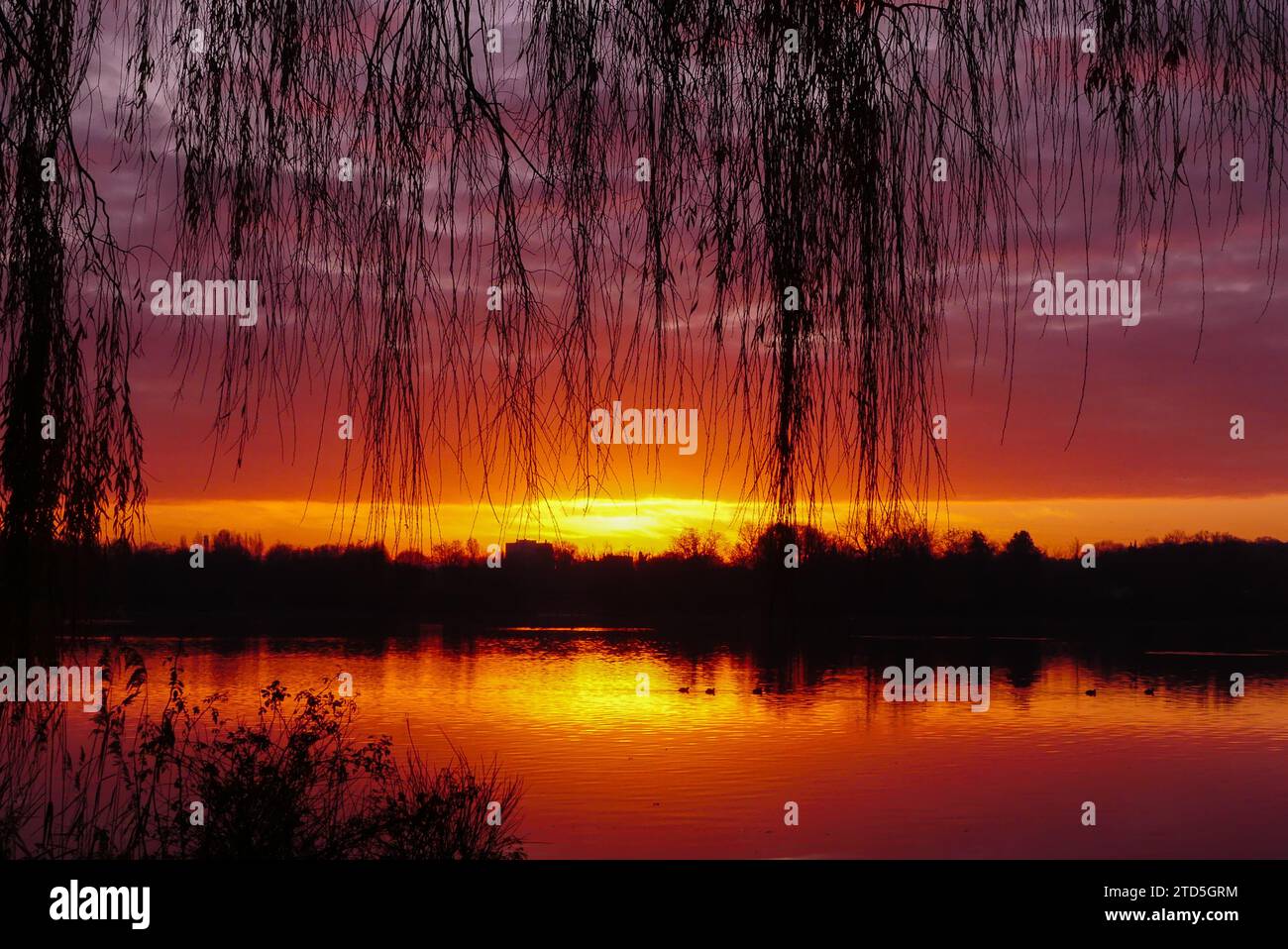 Silhouette of weeping willow at sunrise or sunset. Dramatic sky with
