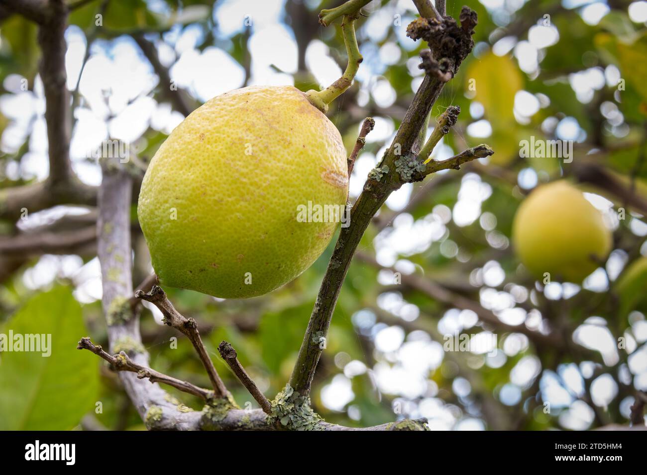 A lemon ripening on its tree in an organically grown orchard. Stock Photo