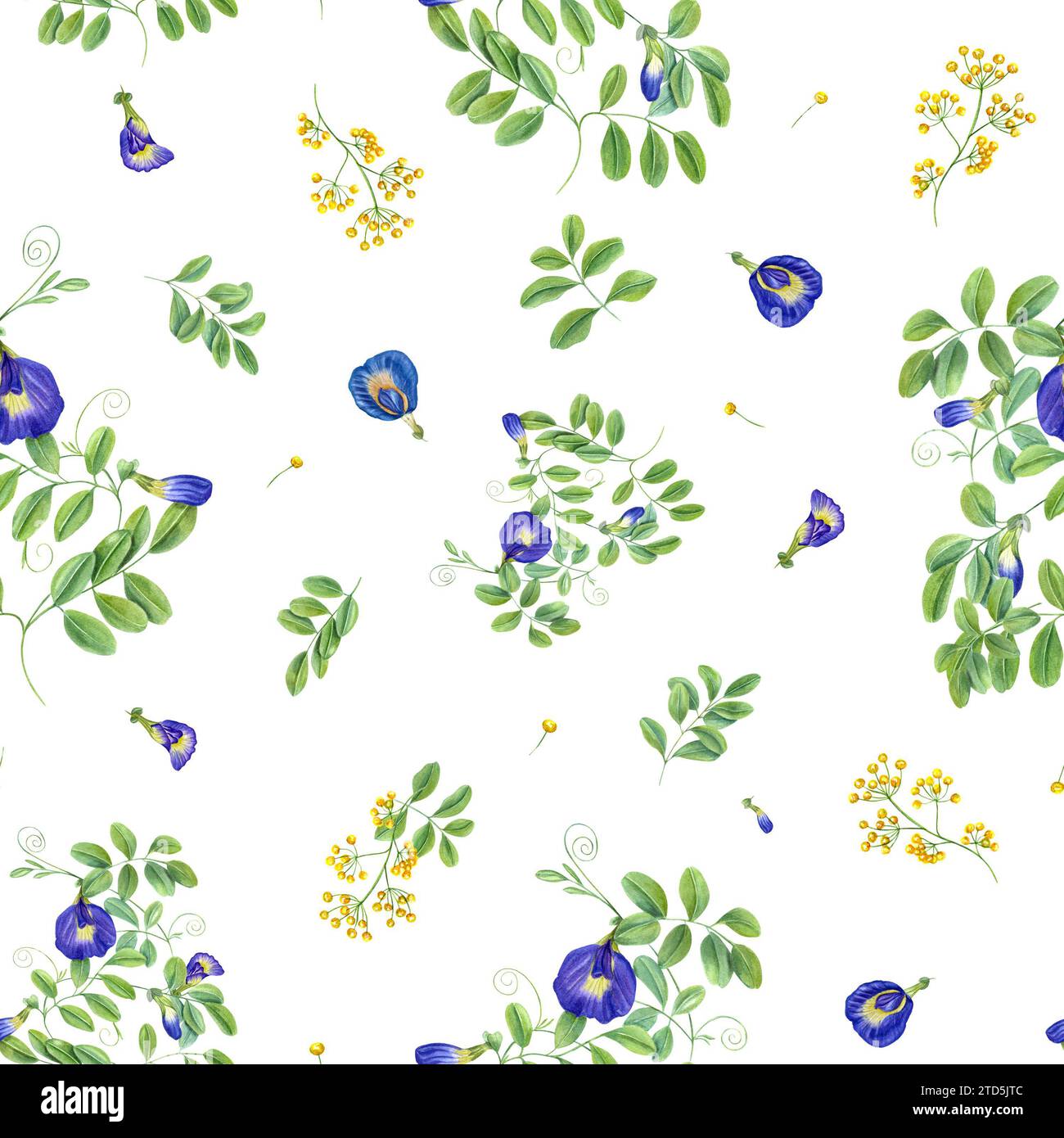 Seamless pattern with blue and yellow flowers. Thai blue flowers. Butterfly pea flowers. Tropical plant, Ipomoea, clitoria ternatea, bluebellvine. Stock Photo