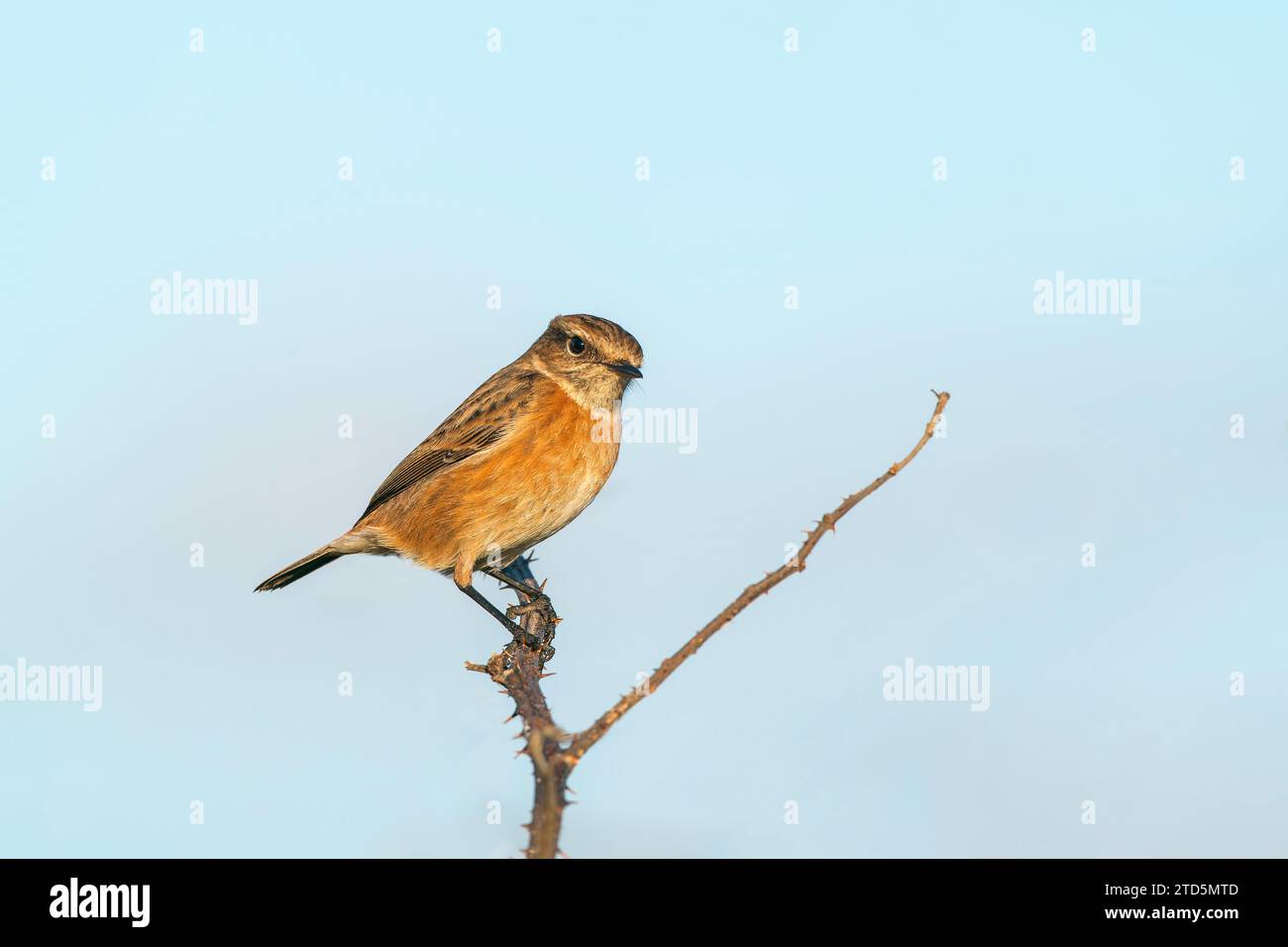 European stonechat, Saxicola rubicola, single adult female in winter ...