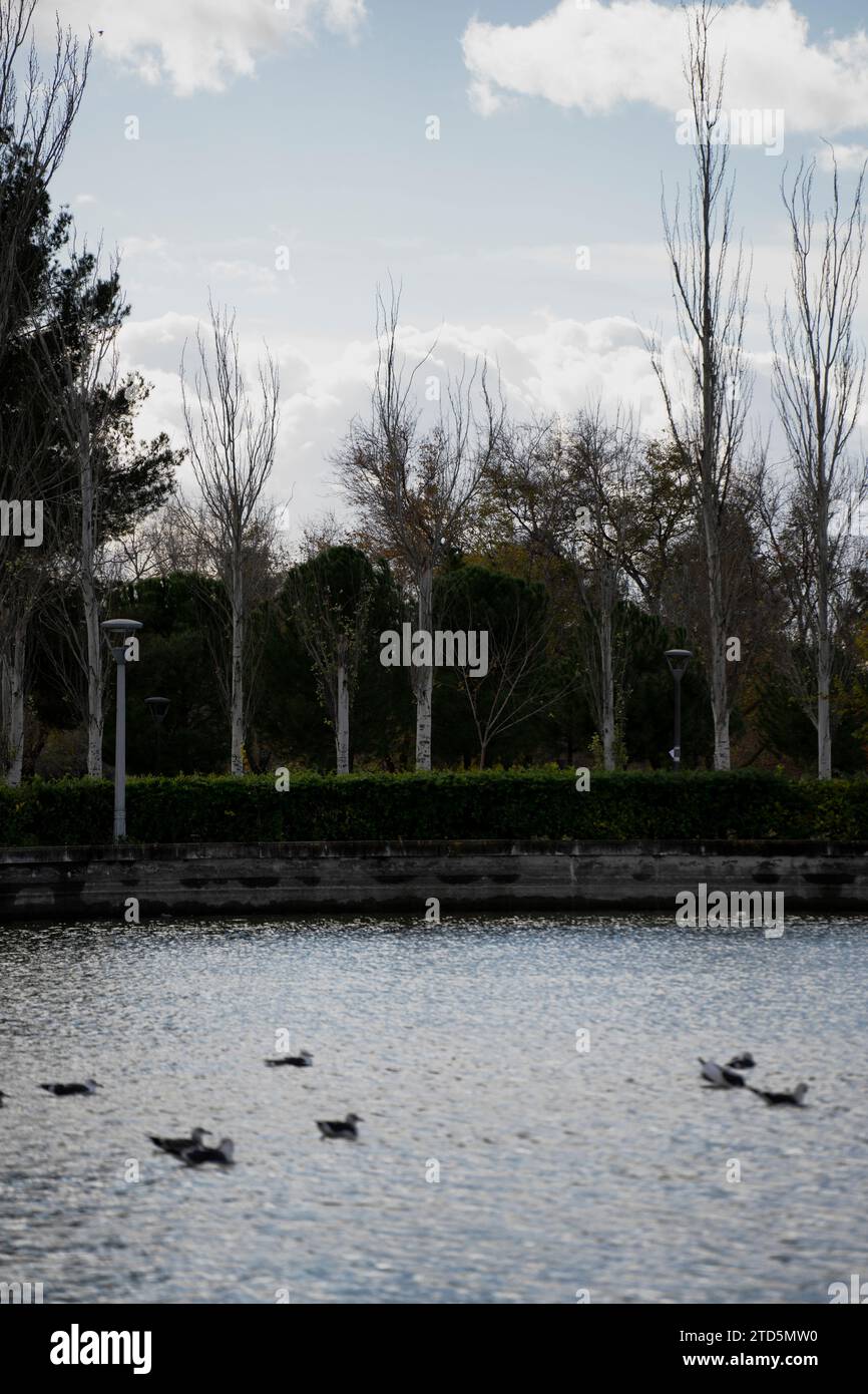 seagulls and cormorants in a park, Madrid, Spain Stock Photo