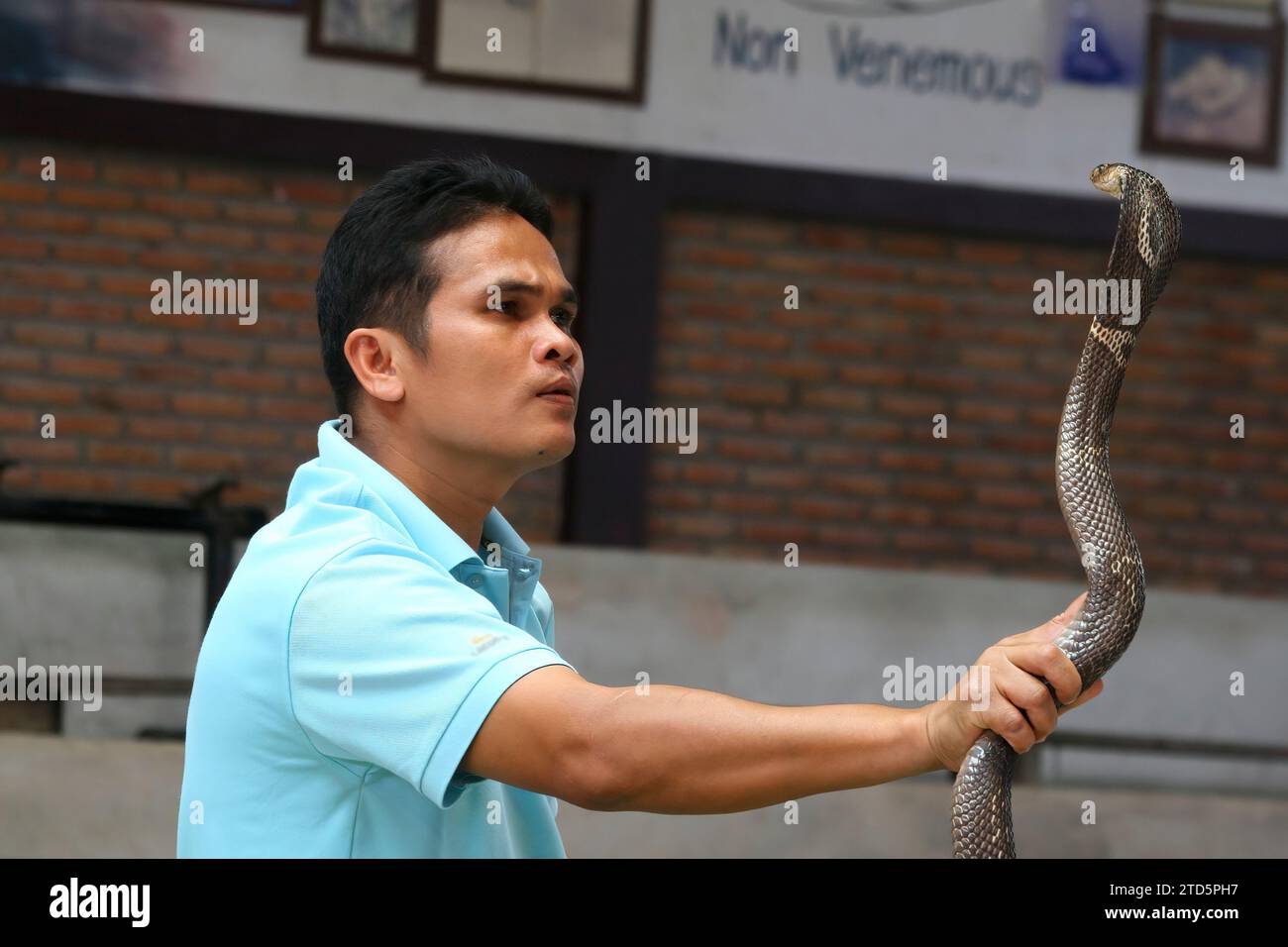 Thailand, Phuket-03 May, 201: Asian man demonstrating with 3 snakes during a show, Yellow and Black Mangrove snake. Stock Photo