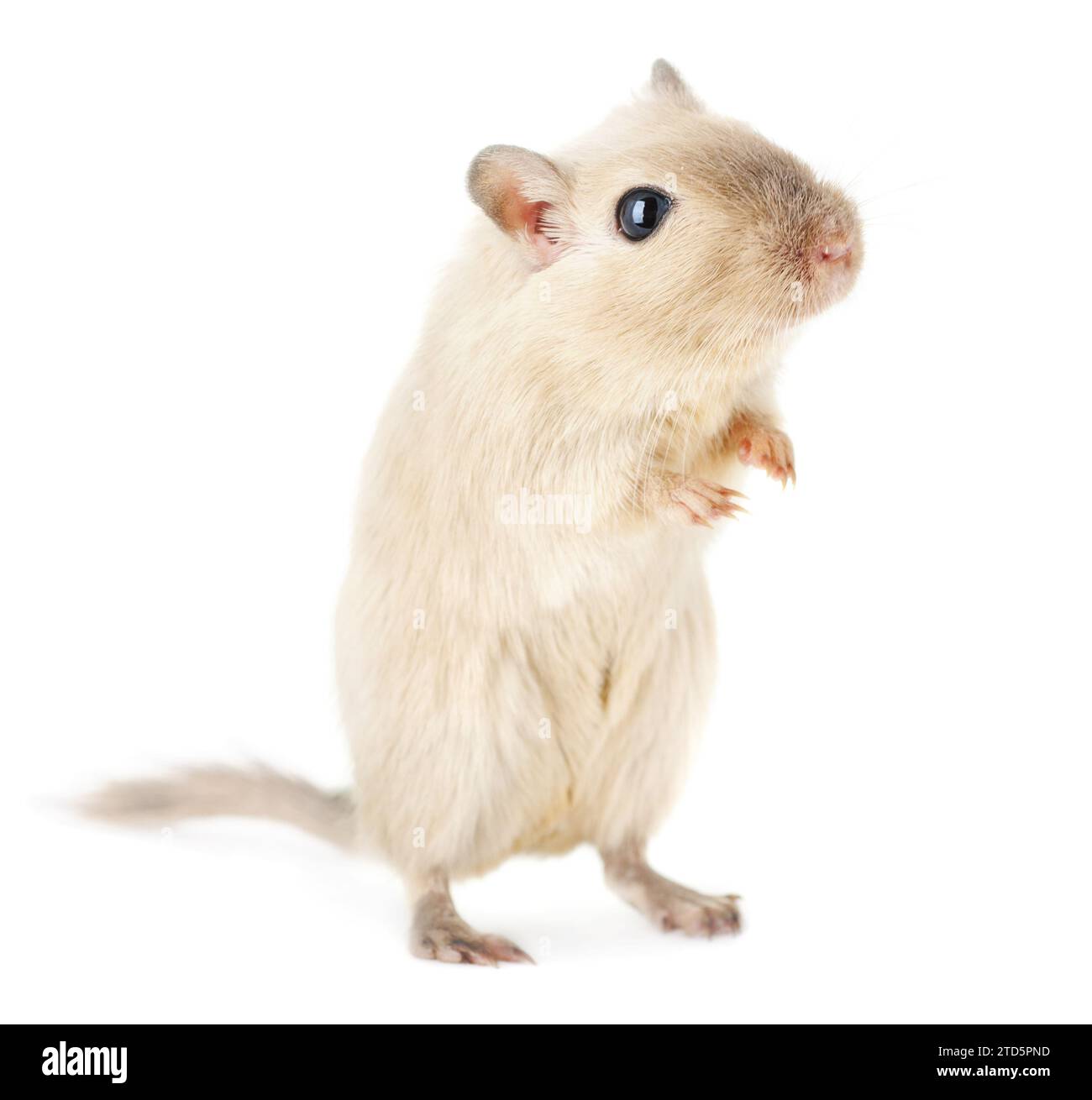 Curious cream-colored gerbil standing on hind legs, isolated on white background Stock Photo