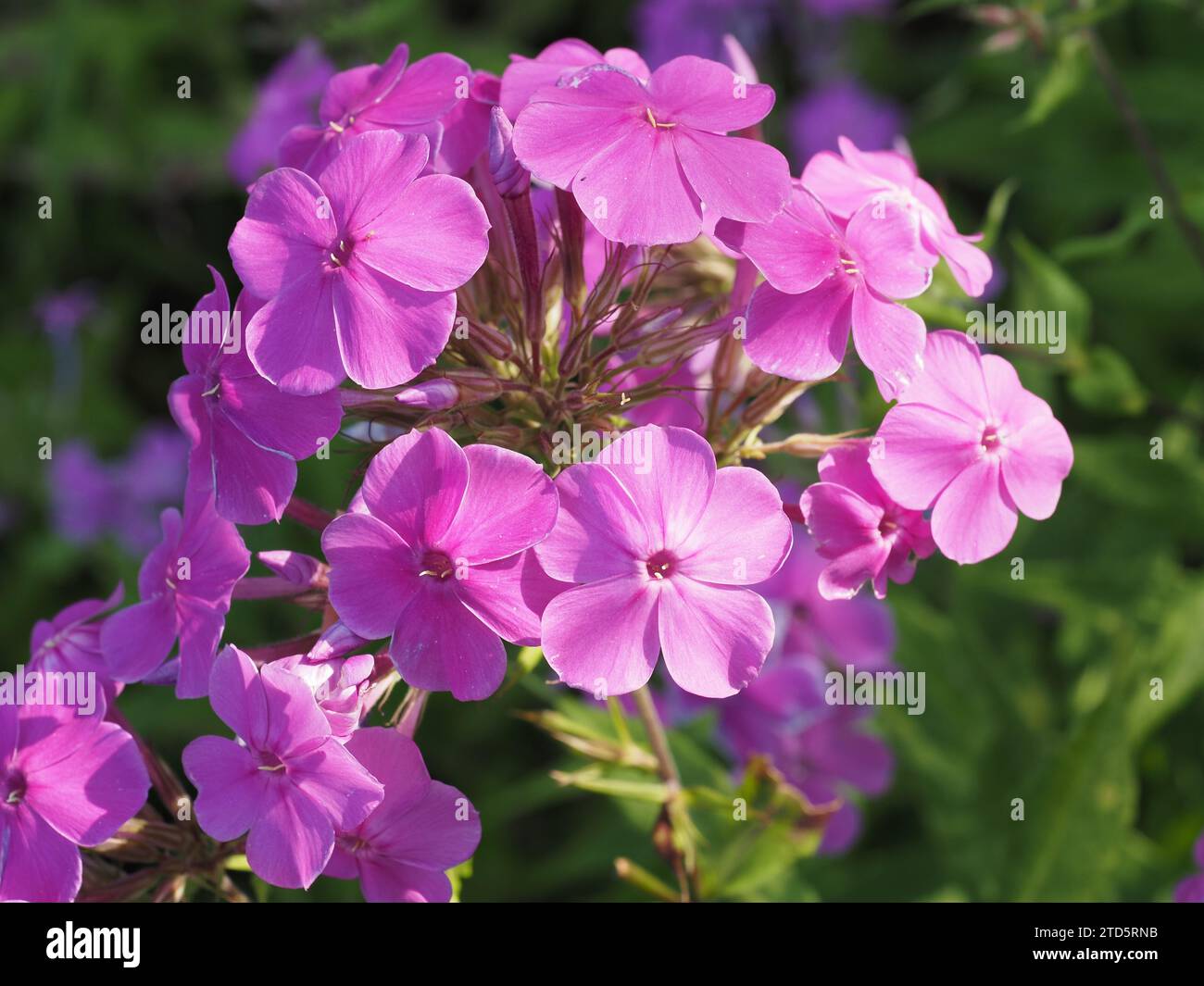 Garden Phlox Scientific name: Polemoniaceae Higher classification: Heathers and allies Kingdom: Plantae Order: Ericales Stock Photo