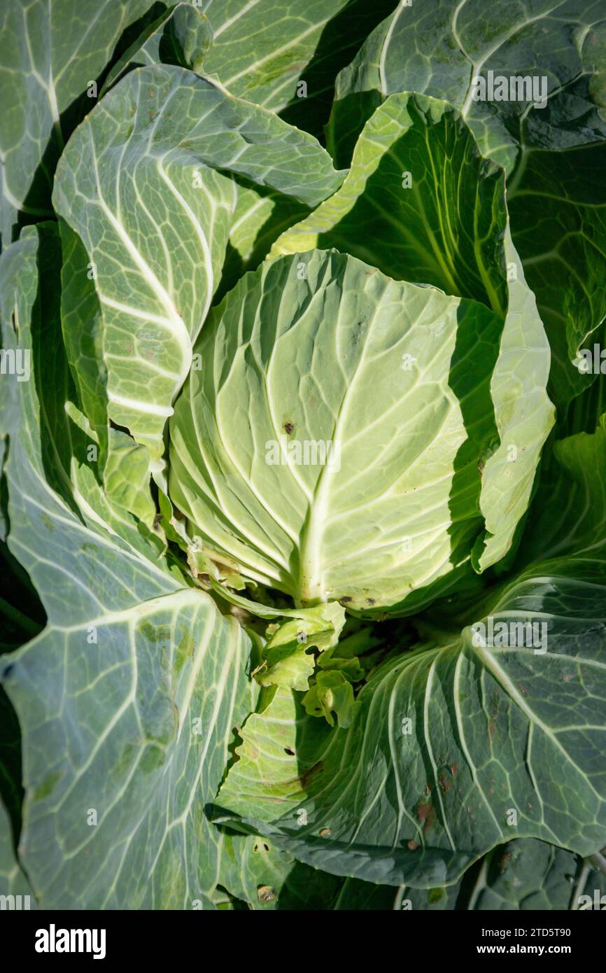 Closeup of an organically grown cabbage Stock Photo