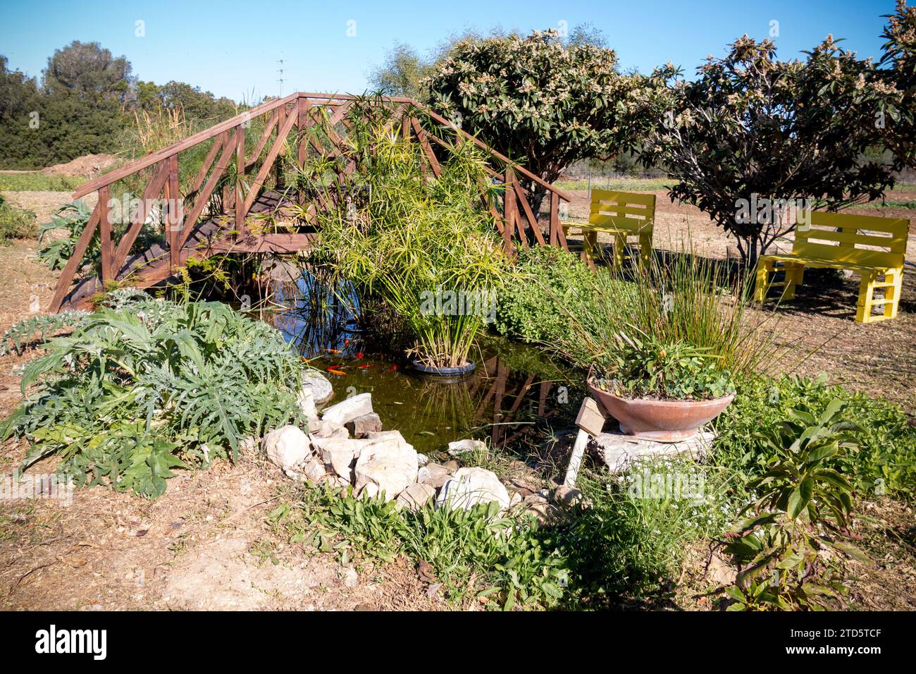 Small wooden bridge over a pond with carp and lush vegetation Stock Photo