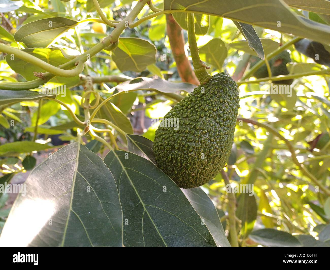 Avocado tree harvest hi-res stock photography and images - Alamy