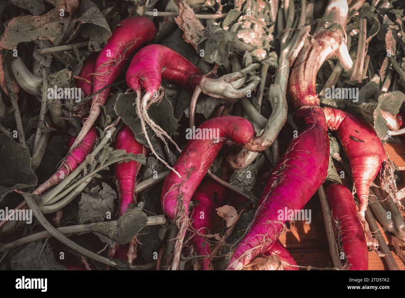 Closeup of organically grown radishes Stock Photo