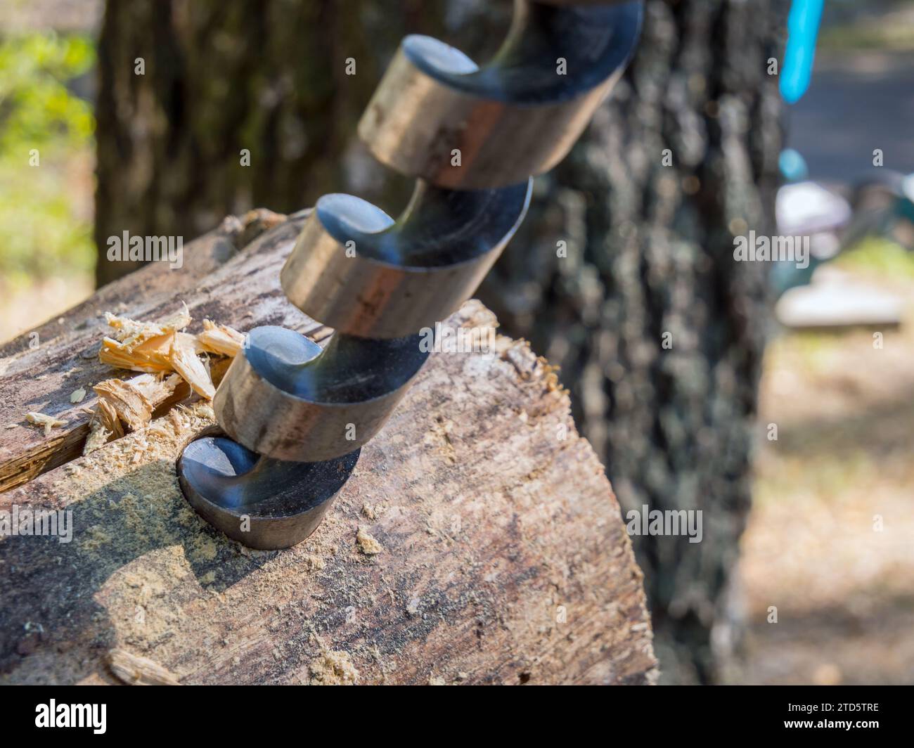 Drilling a hole in a log with a drill for wood Stock Photo Alamy