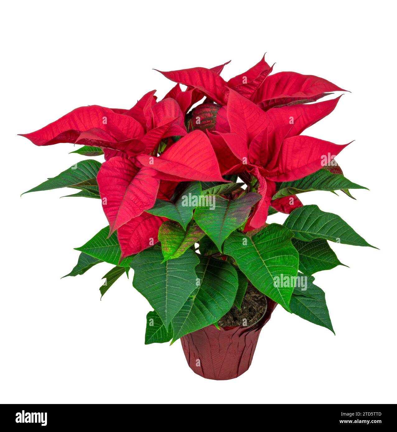 Closeup of an isolated potted poinsettia flower Stock Photo