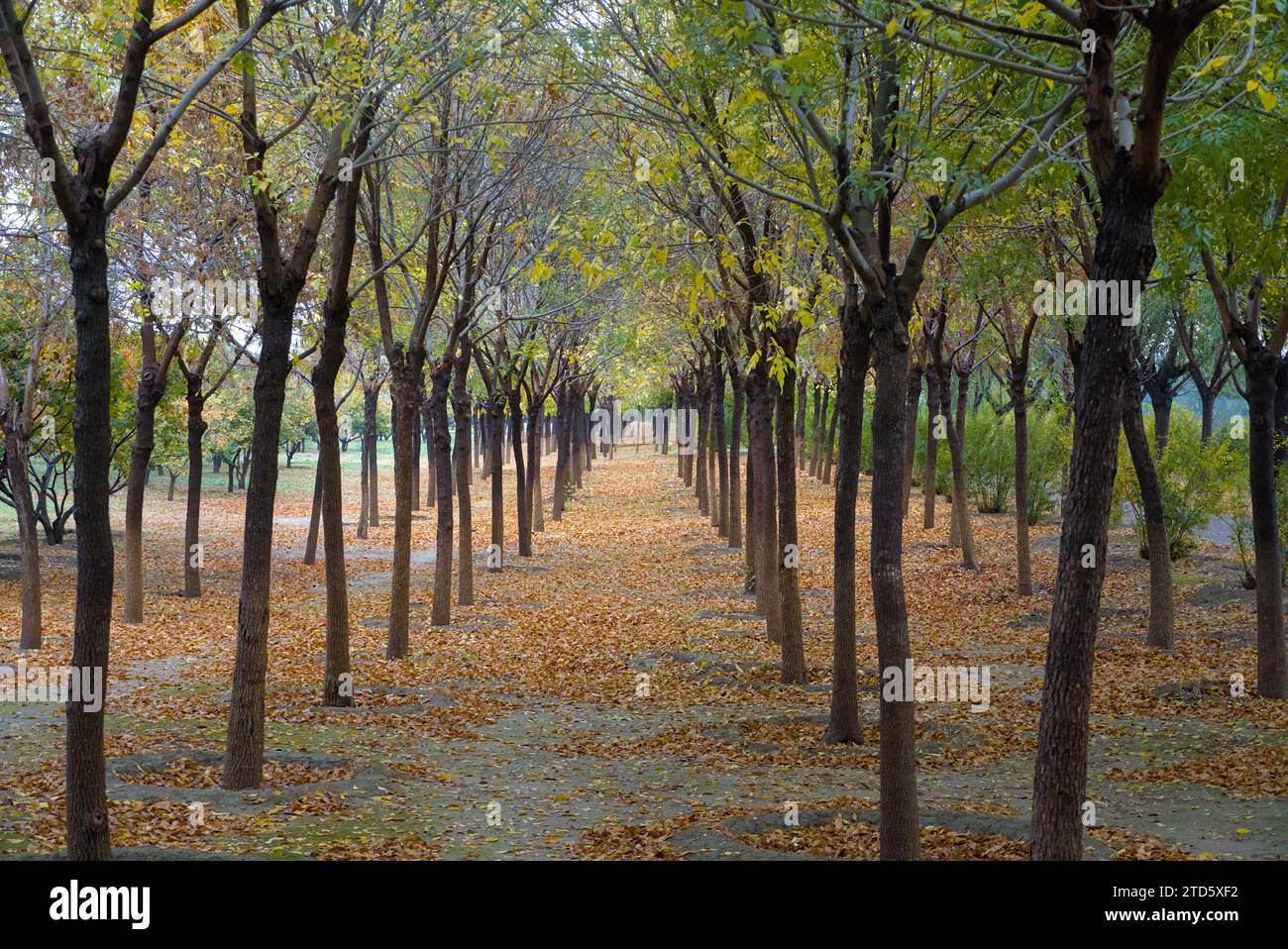 Rows of trees with yellow leaves falling ground after the rain in the fall. Stock Photo
