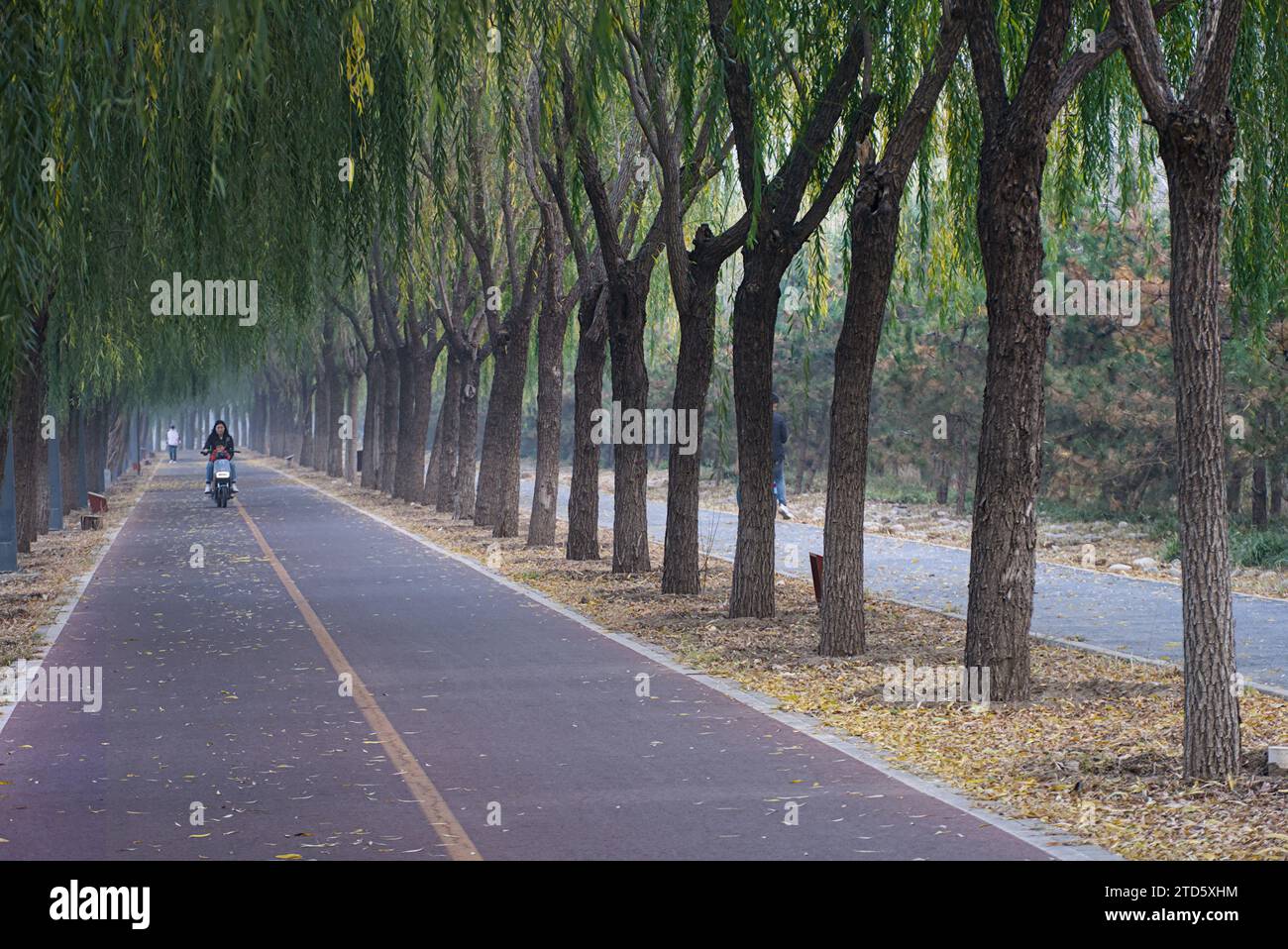 Paved road with two rows of willow trees on each side in Beijing, China. Stock Photo