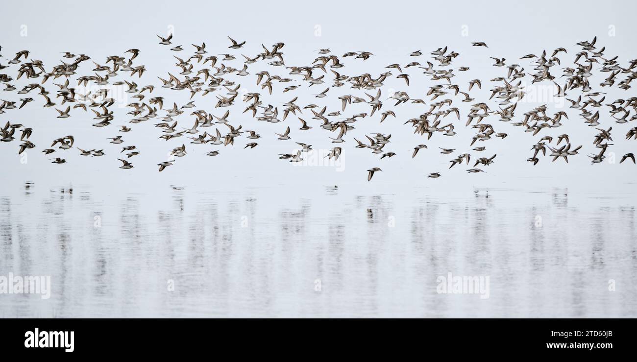 Large flock of Semipalmated Sandpipers flying just above water, Bay of Fundy Stock Photo