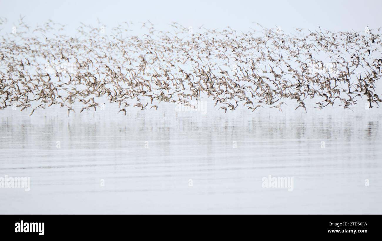 Large flock of Semipalmated Sandpipers flying just above water, Bay of Fundy Stock Photo