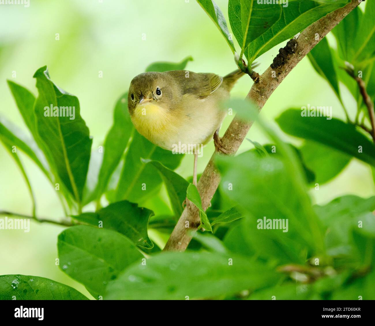 Common Yellowthroat, Geothlypis trichas , perched on branch looking at camera Stock Photo