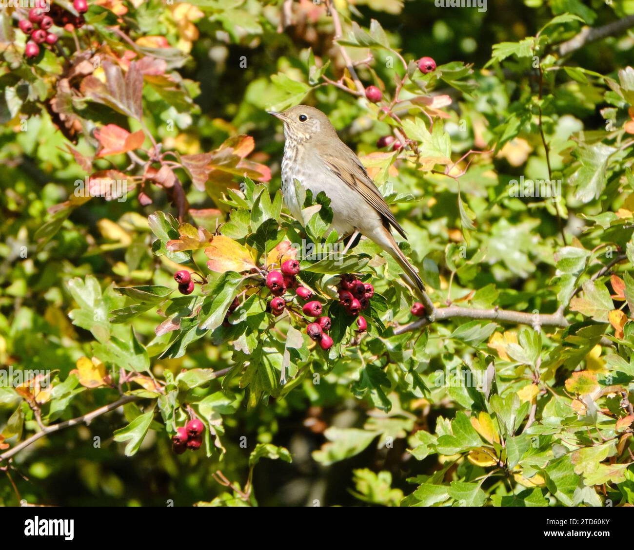 Hermit Thrush, Catharus guttatus, perched in tree eating fruit Stock Photo