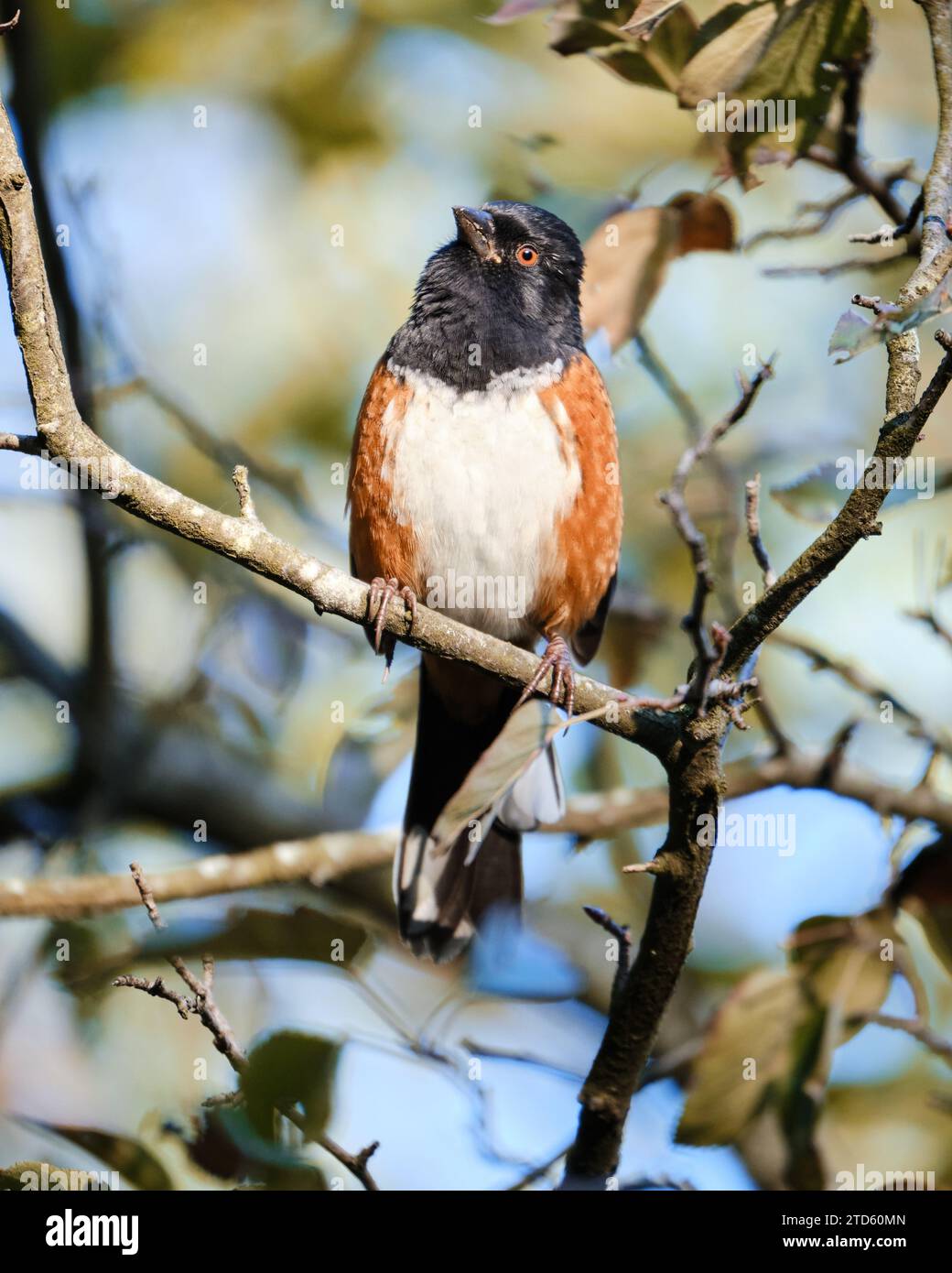 Spotted Towhee, Pipilo maculatus, perched in tree branch Stock Photo