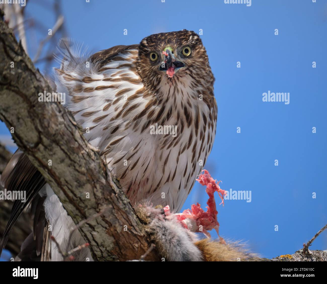 Cooper's Hawk, Accipiter cooperii, with red squirrel pray Stock Photo