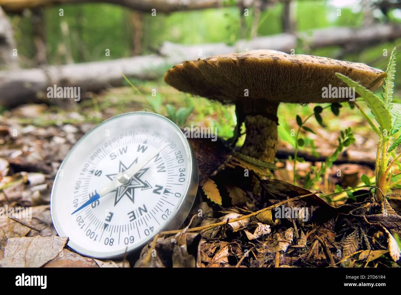 The right compass is always needed for travelers, adequate course. Mushroom pickers will not get lost Stock Photo