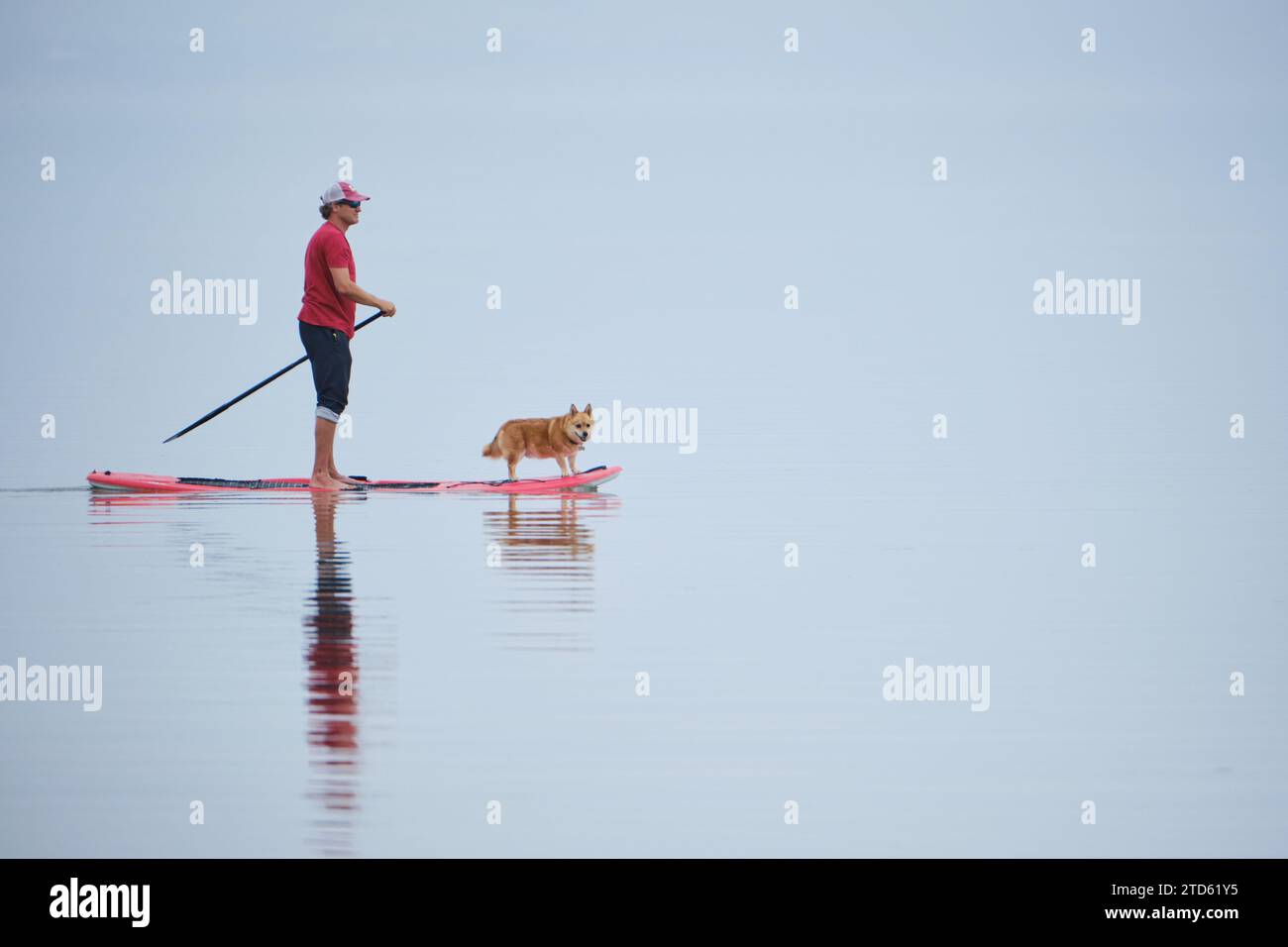 man with his dog on a paddleboard Stock Photo
