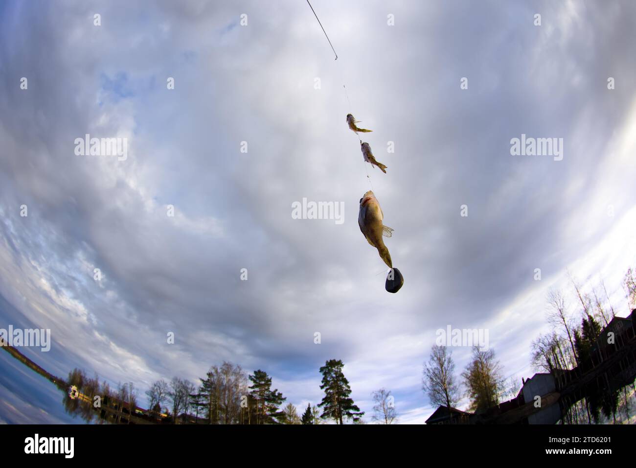 Village fishing - a joyful set. Three ruffs were caught and one ledgering rod. Fish on the background of river and village. Fisheye lens Stock Photo