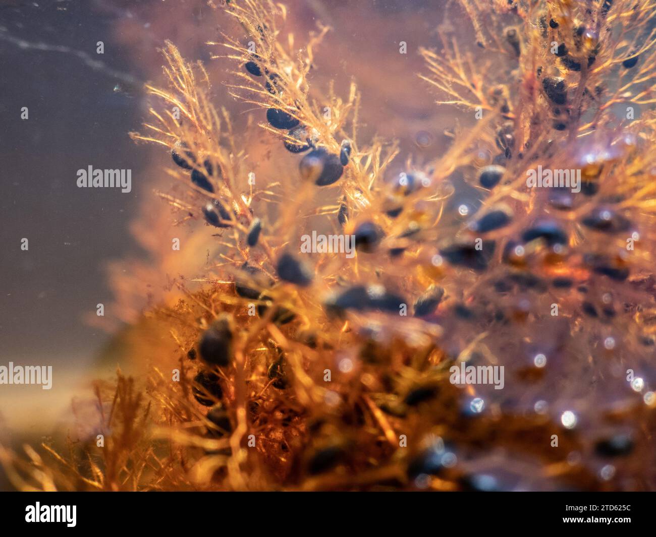 Predatory plant Common Bladderwort (Utricularia vulgaris) in fresh stagnant reservoirs, feeds small crustaceans. Black trap capsules indicate that pla Stock Photo
