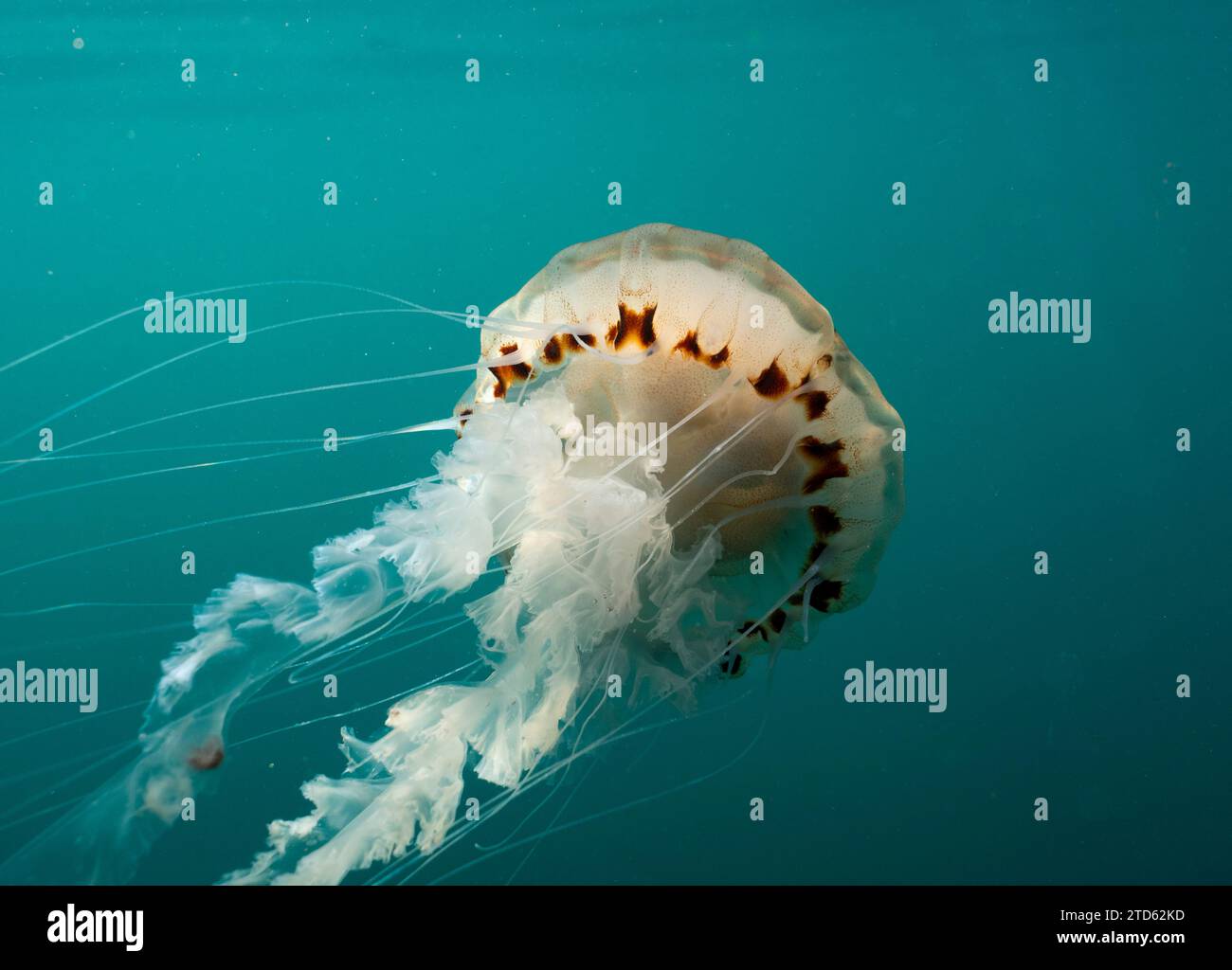 Compass Jellyfish (Chrysaora hysoscella) floating midwater off the British Isles Stock Photo