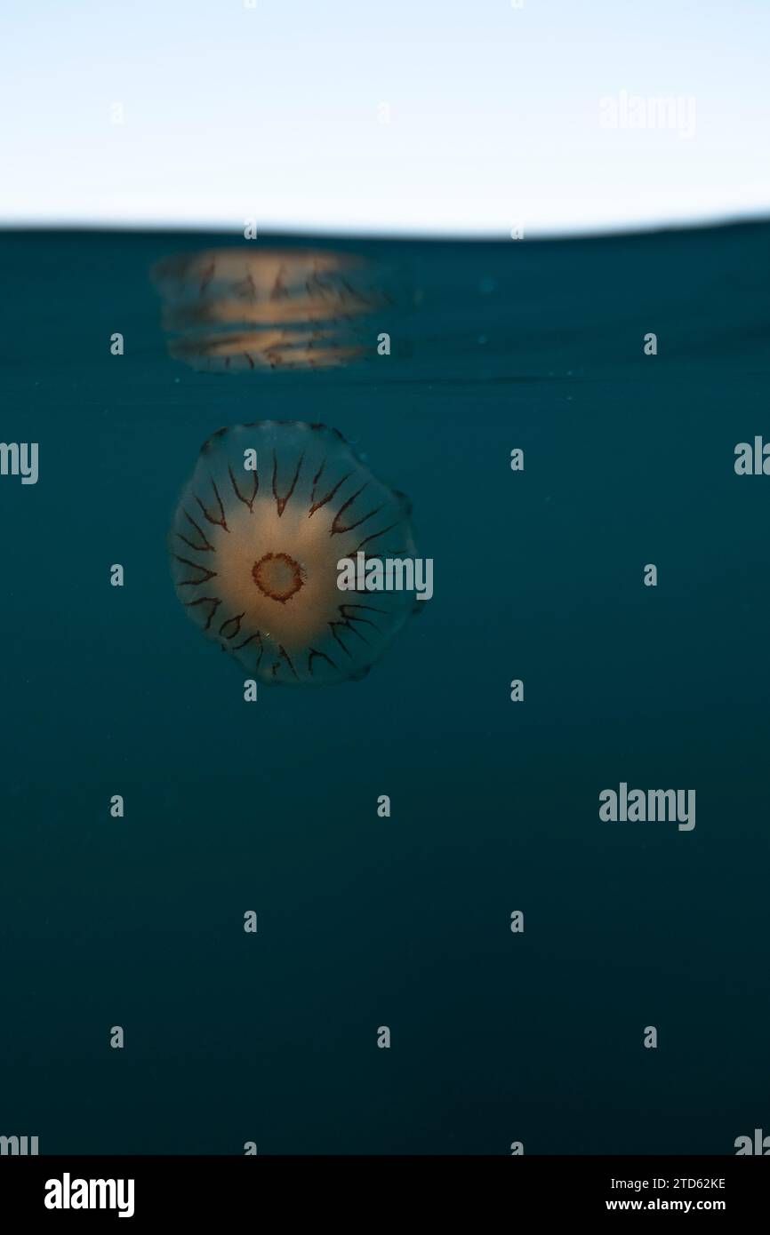 Compass jellyfish (Chrysaora hysoscella) floating below the surface of