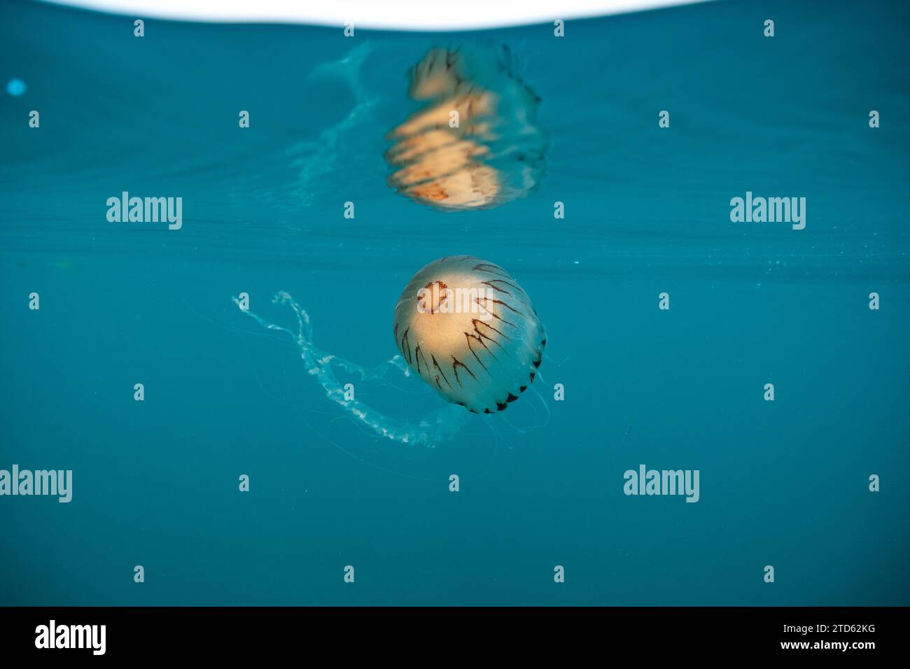 Compass jellyfish (Chrysaora hysoscella) floating below the surface of